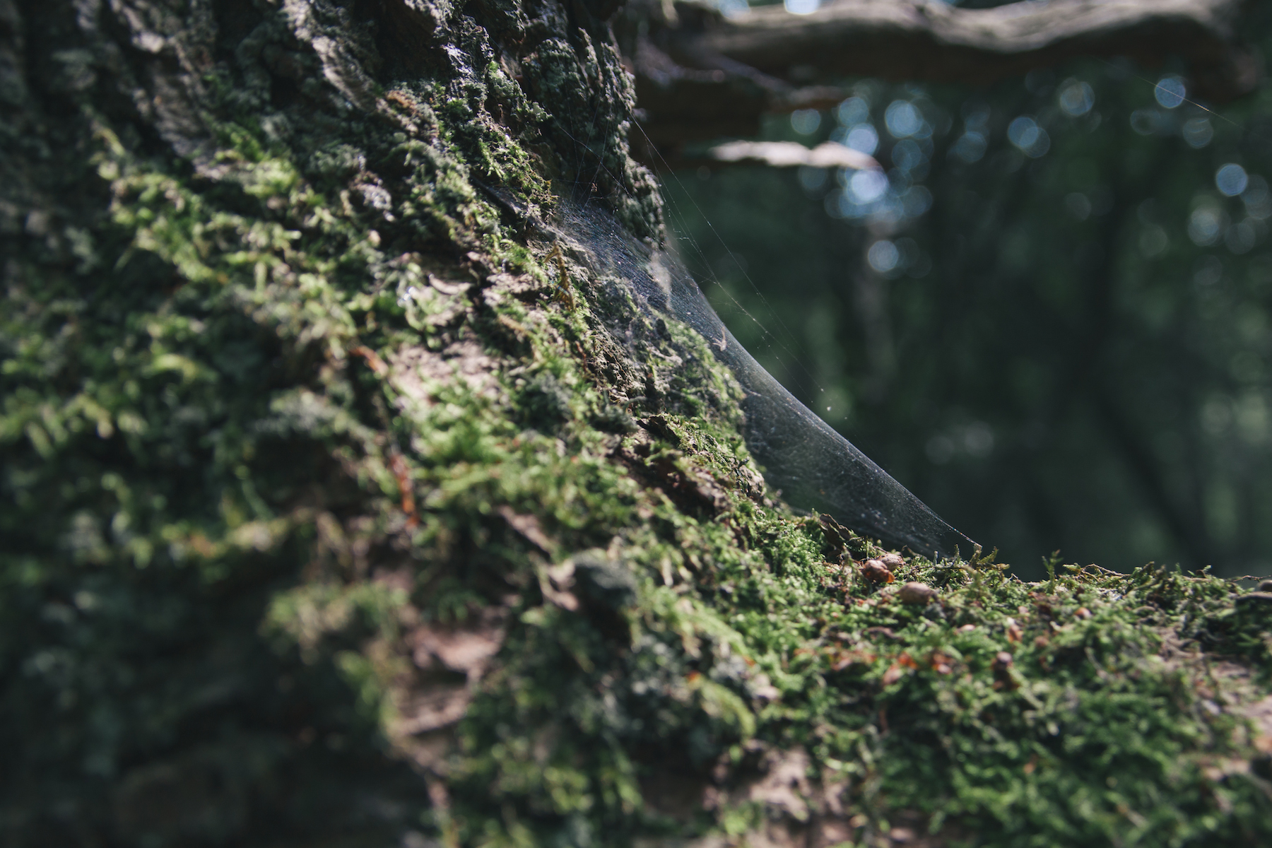 Sustainable Living